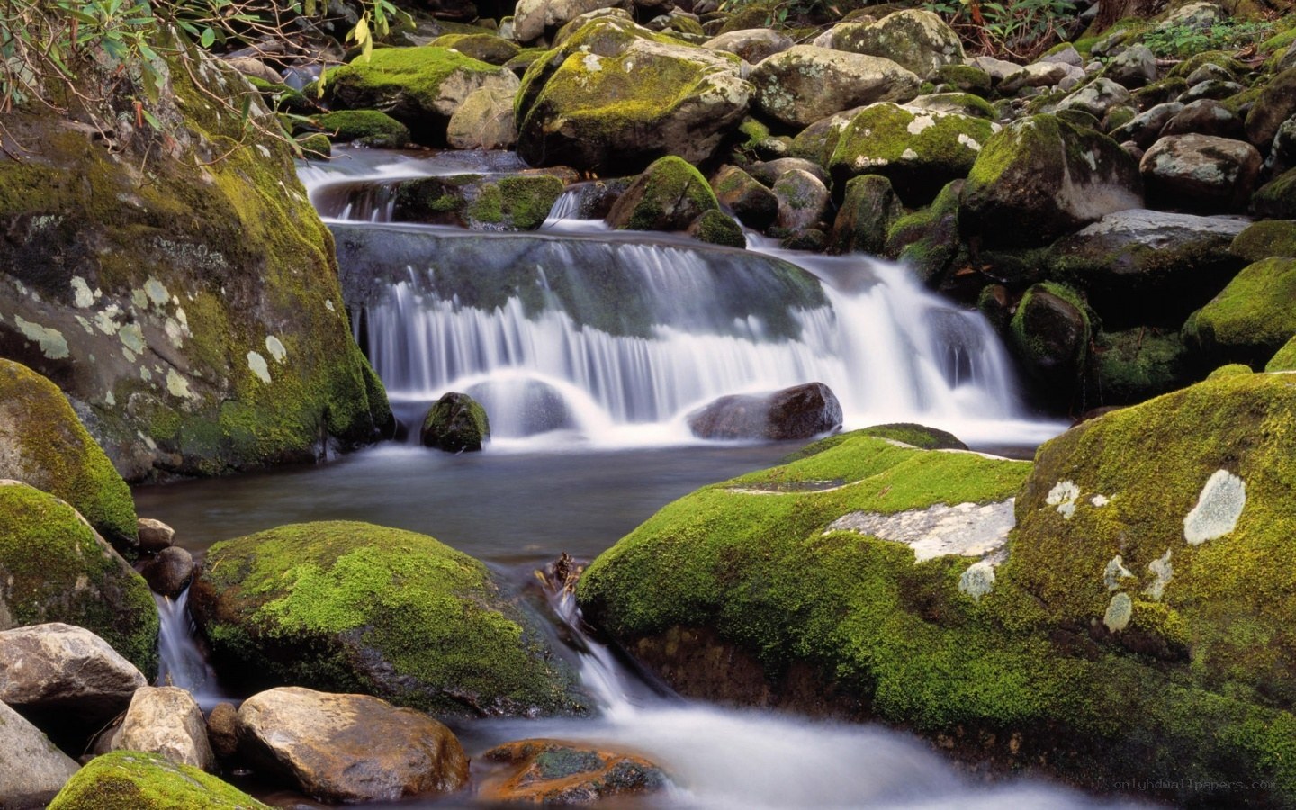 Mossy stream with small waterfall