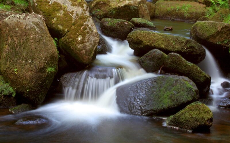 Mossy stream with small waterfall