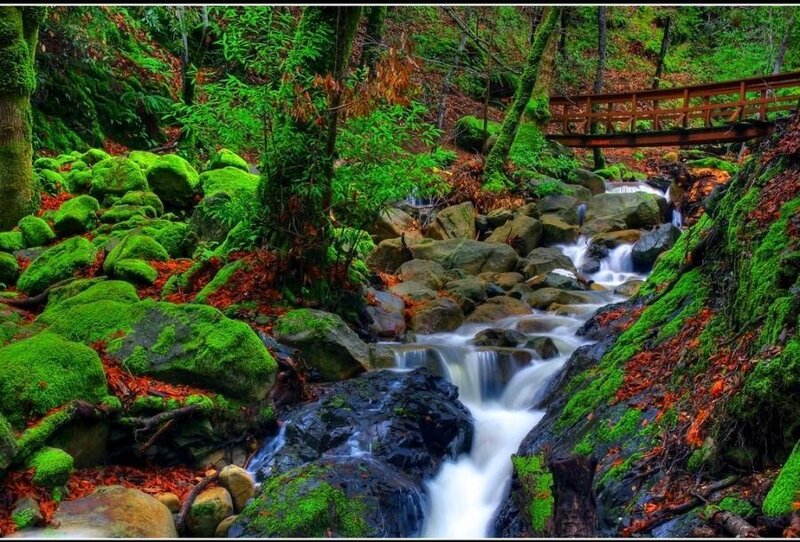 Mossy stream with wooden bridge