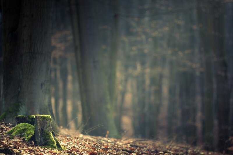 Mossy stump in a forest