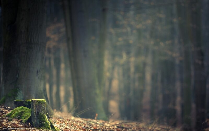Mossy stump in forest