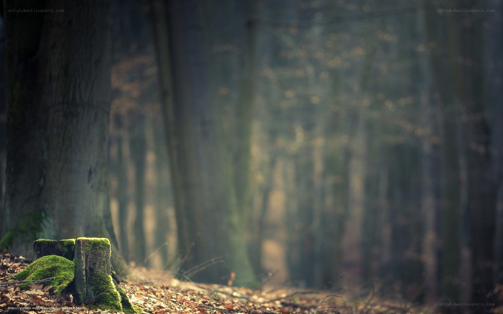 Mossy stump in forest