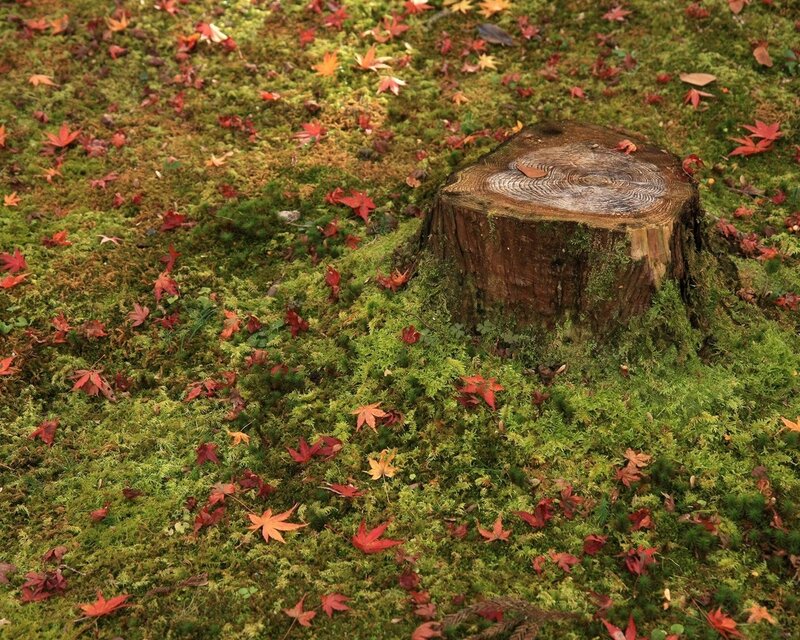 Mossy stump with autumn leaves