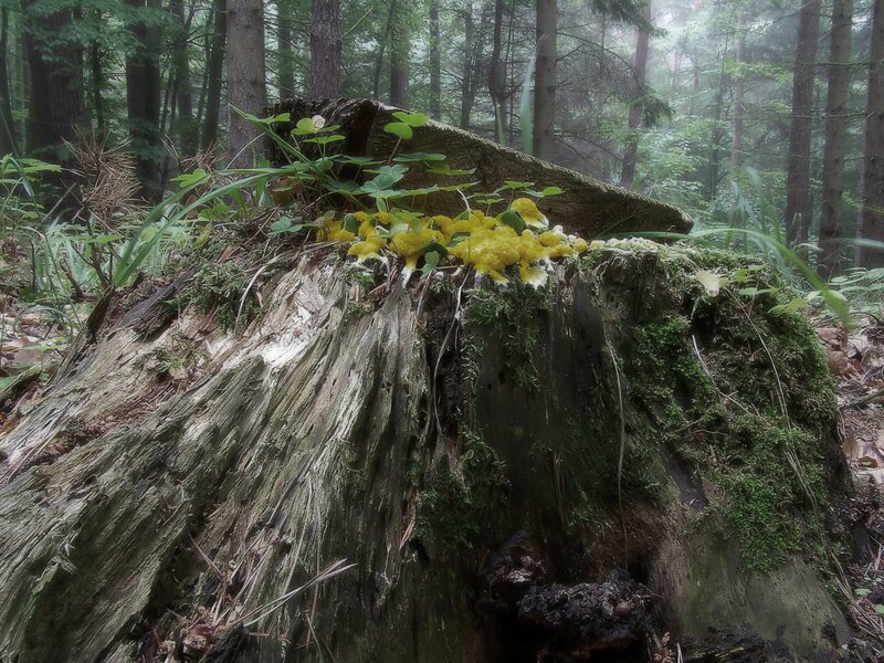 Mossy stump with yellow fungus