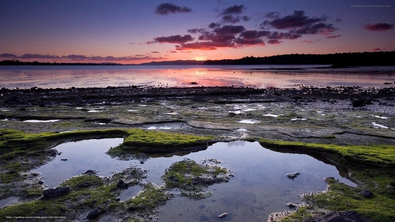 Mossy Tidal Flats