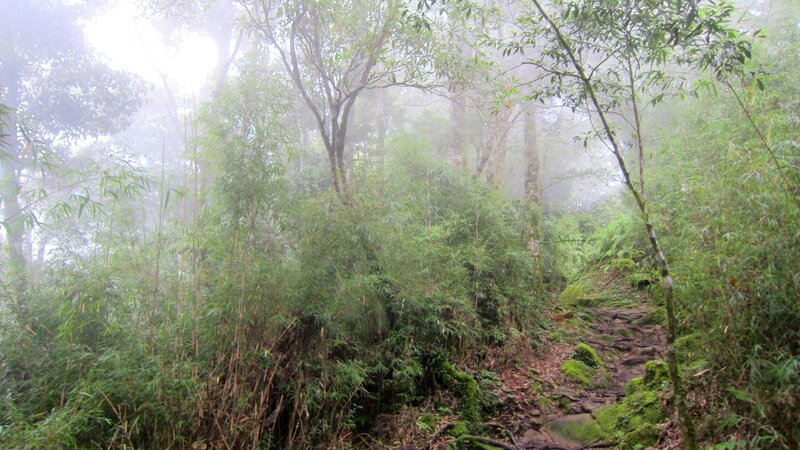 Mossy Trail in Forest