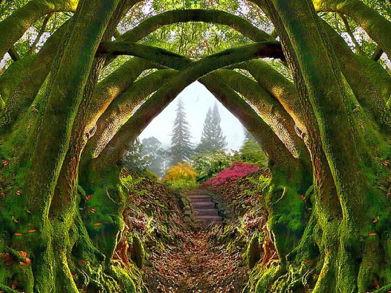 Mossy tree archway path