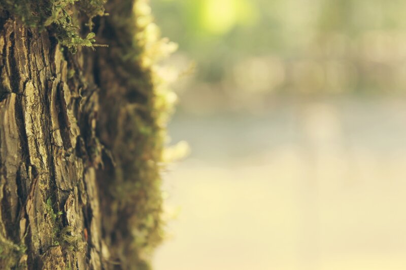 mossy tree bark in forest