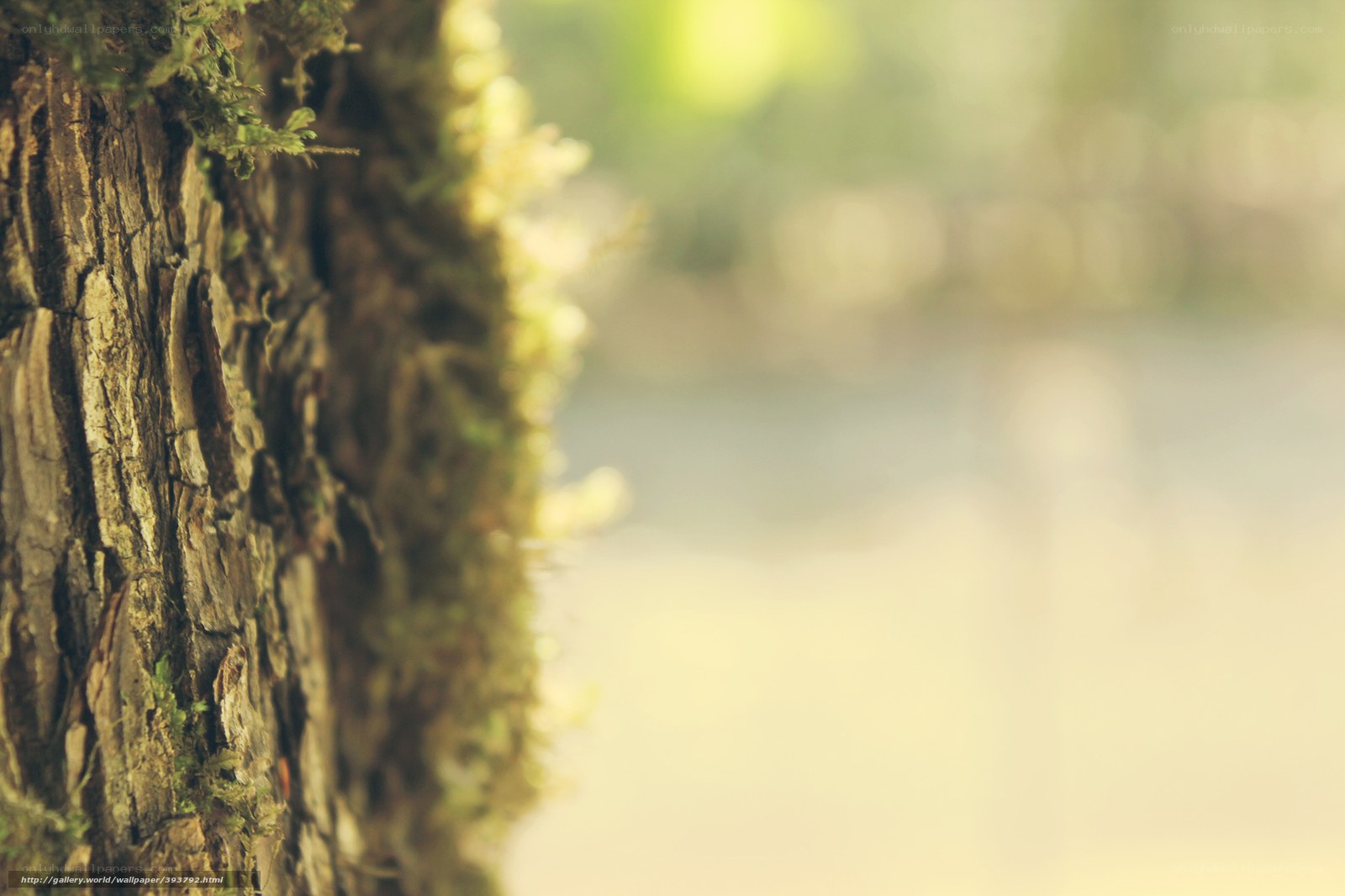 Mossy tree bark in sunlight