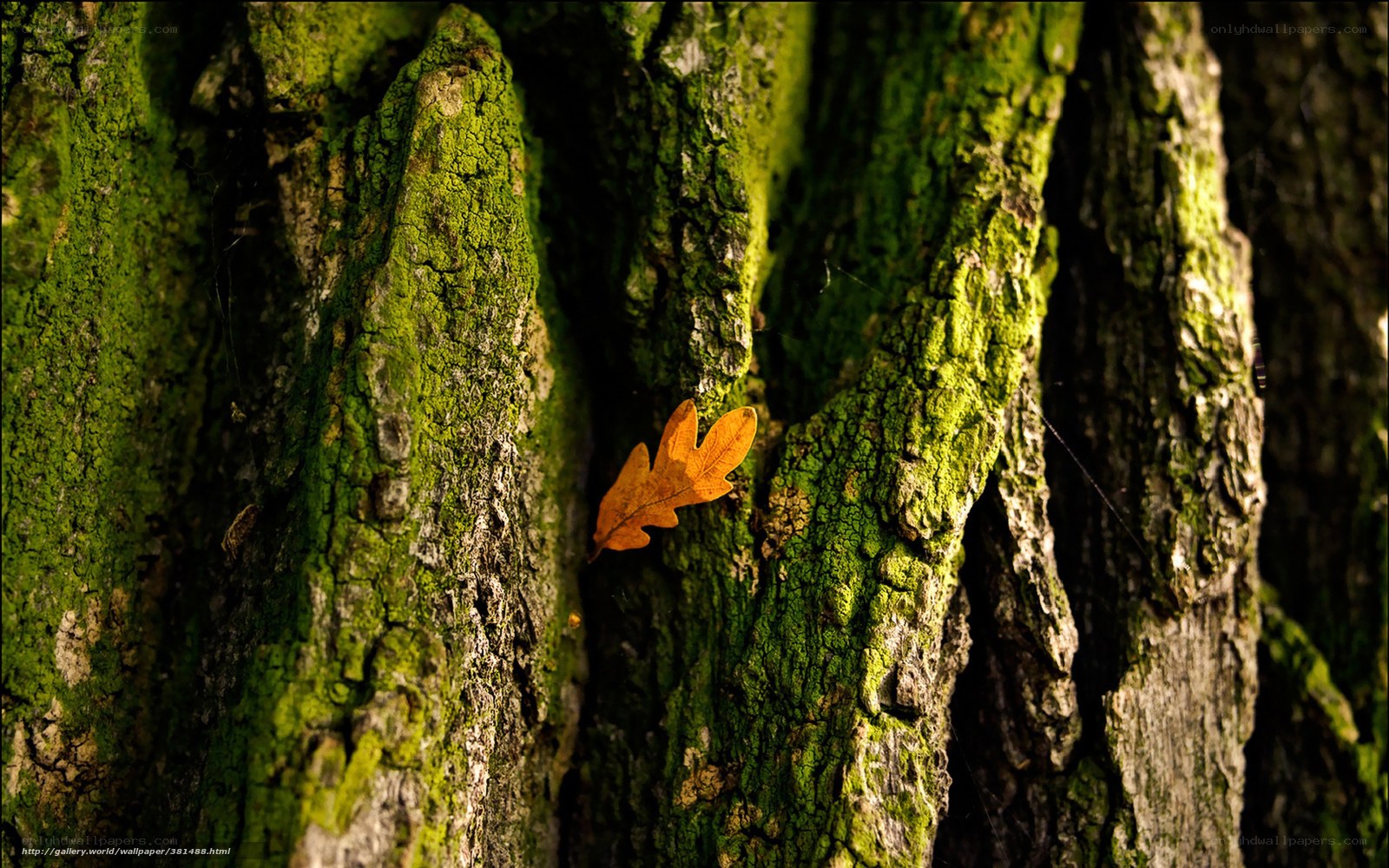 Mossy tree bark with autumn leaf