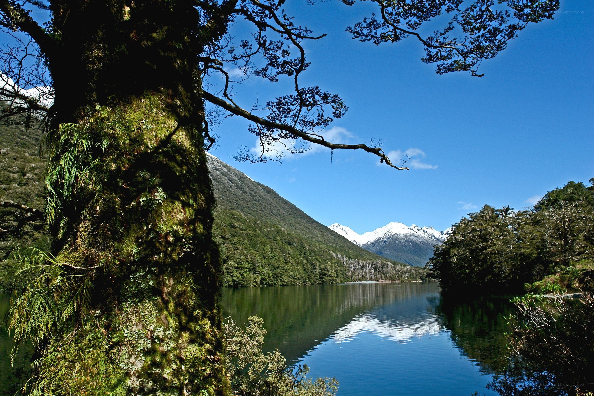 Mossy tree by a mountain lake