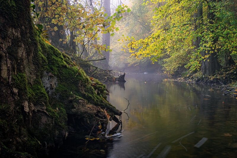 Mossy Tree by River