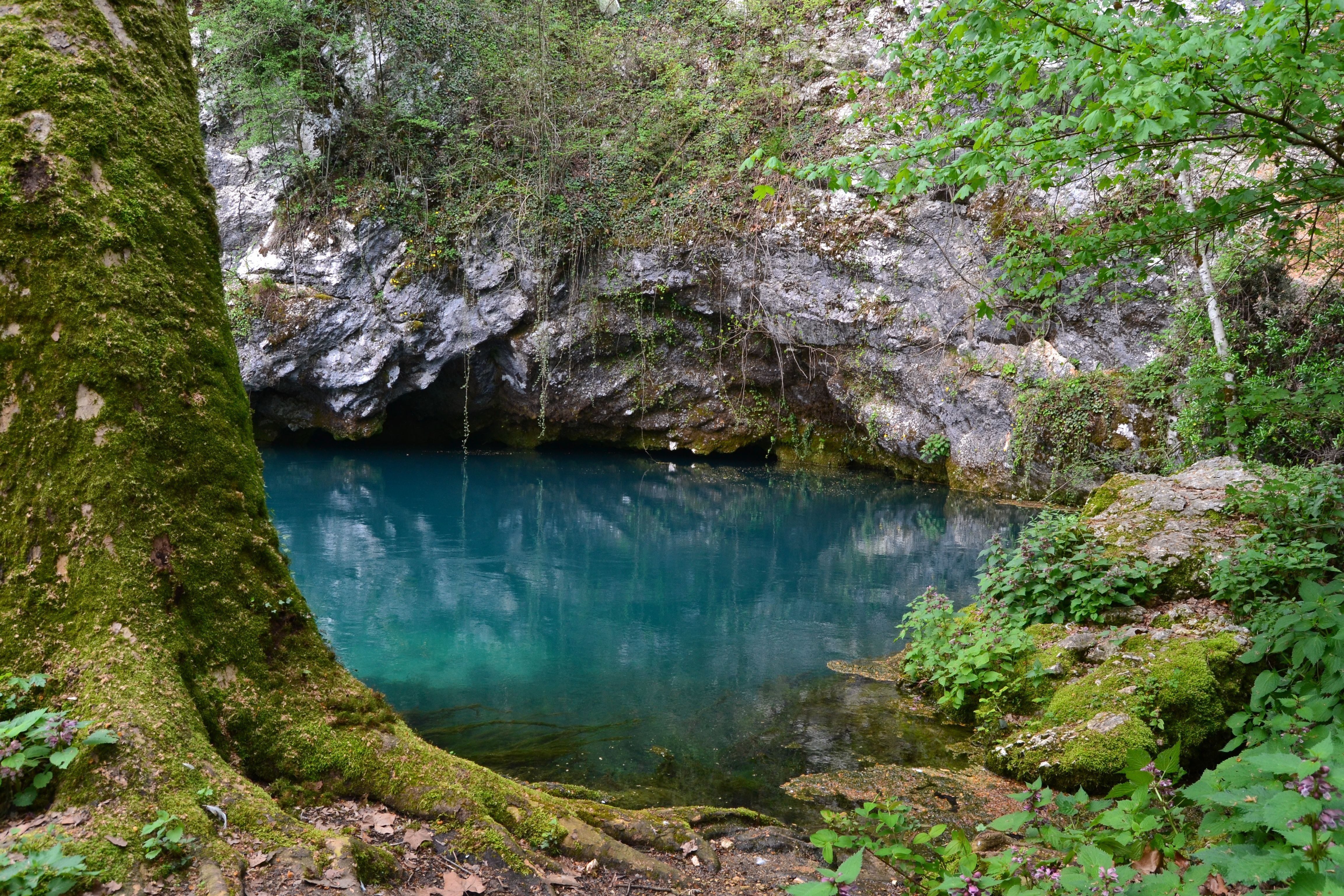 Mossy tree by turquoise pool