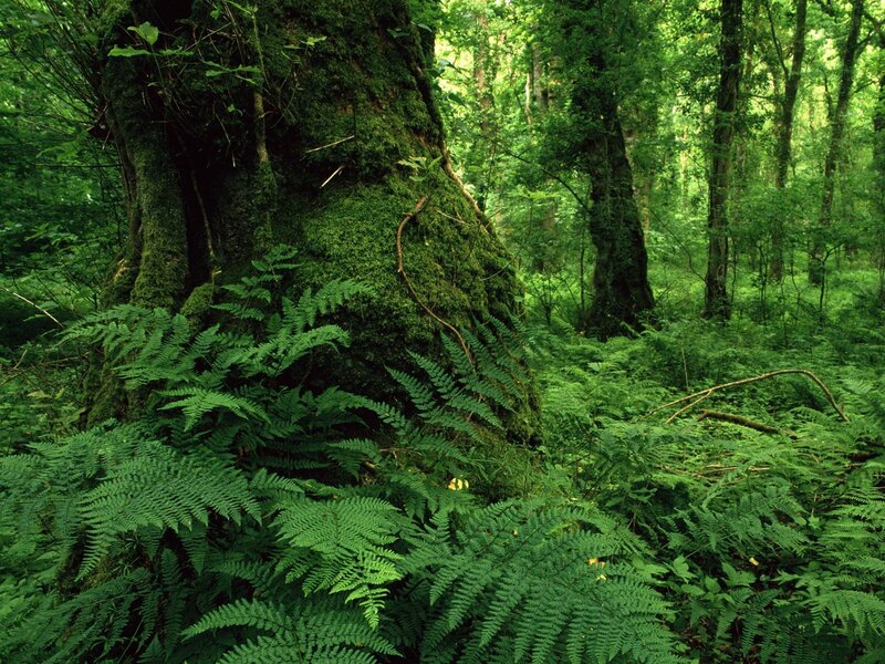 Mossy tree in a lush forest