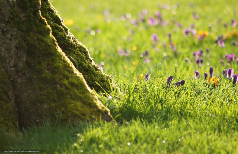 Mossy tree in a spring meadow