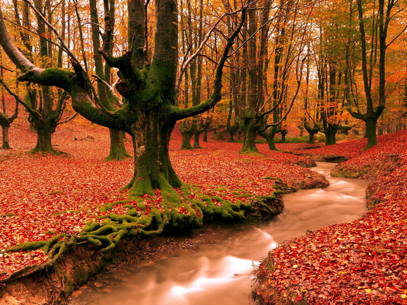 Mossy Tree in Autumn Forest