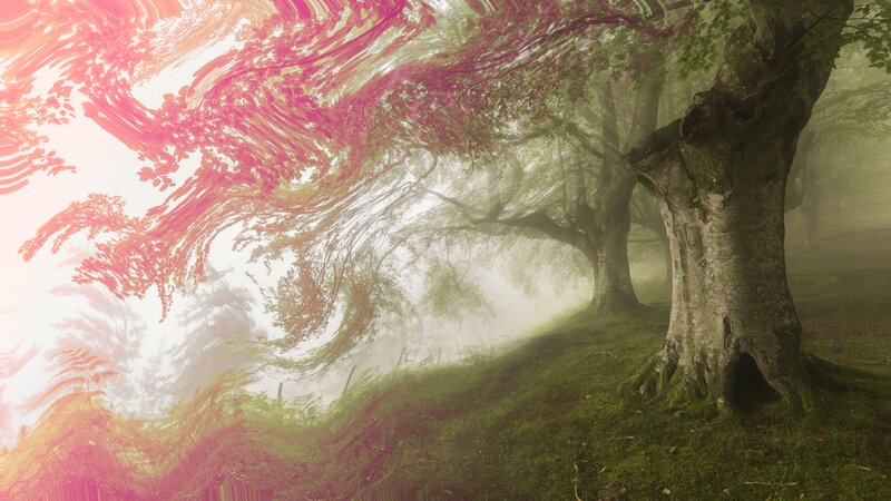 Mossy Tree in Fog