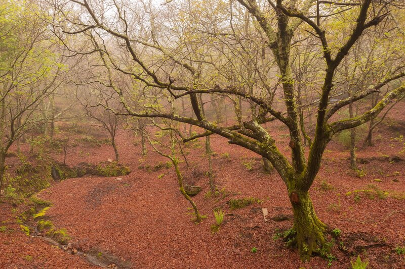 Mossy Tree in Forest — Brown