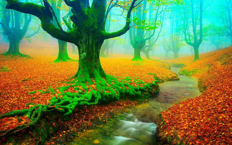 Mossy Tree in Forest — Green