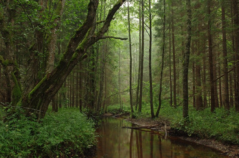 Mossy Tree in Forest