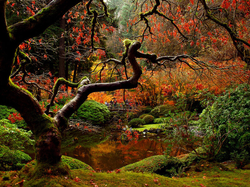 Mossy Tree in Garden