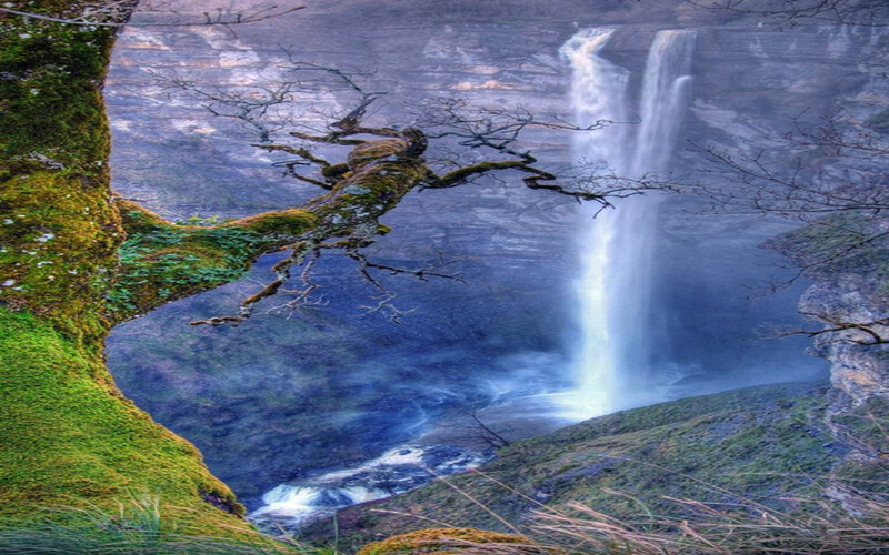Mossy Tree Near Waterfall — Green
