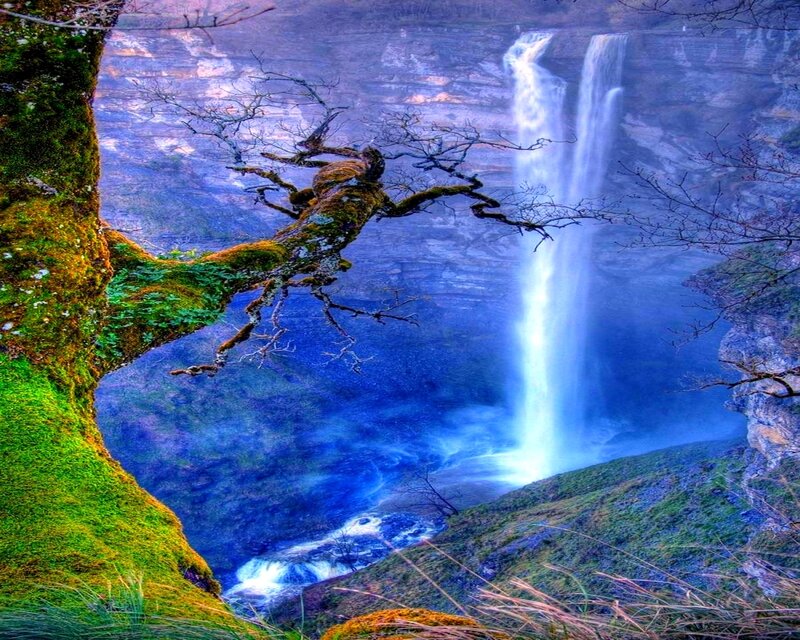 Mossy Tree Near Waterfall