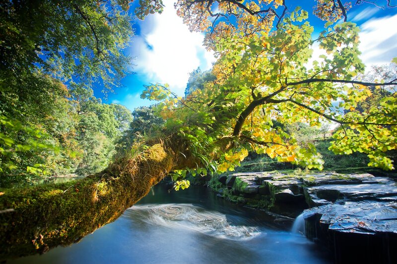 Mossy Tree over River