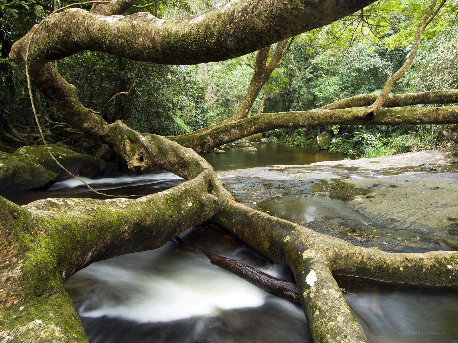 Mossy tree over stream