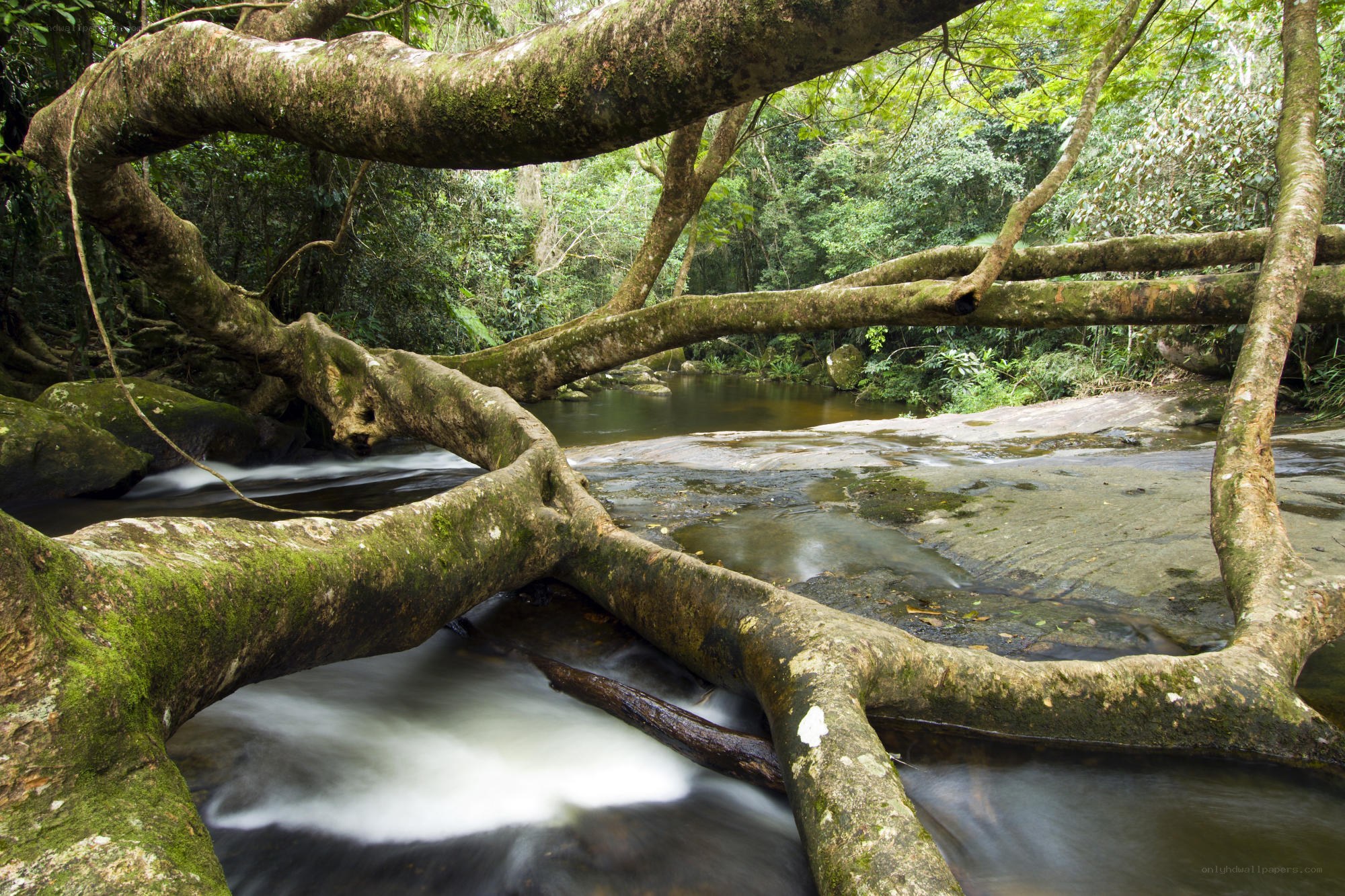 Mossy tree over stream