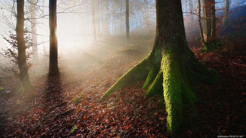 Mossy tree roots in misty forest