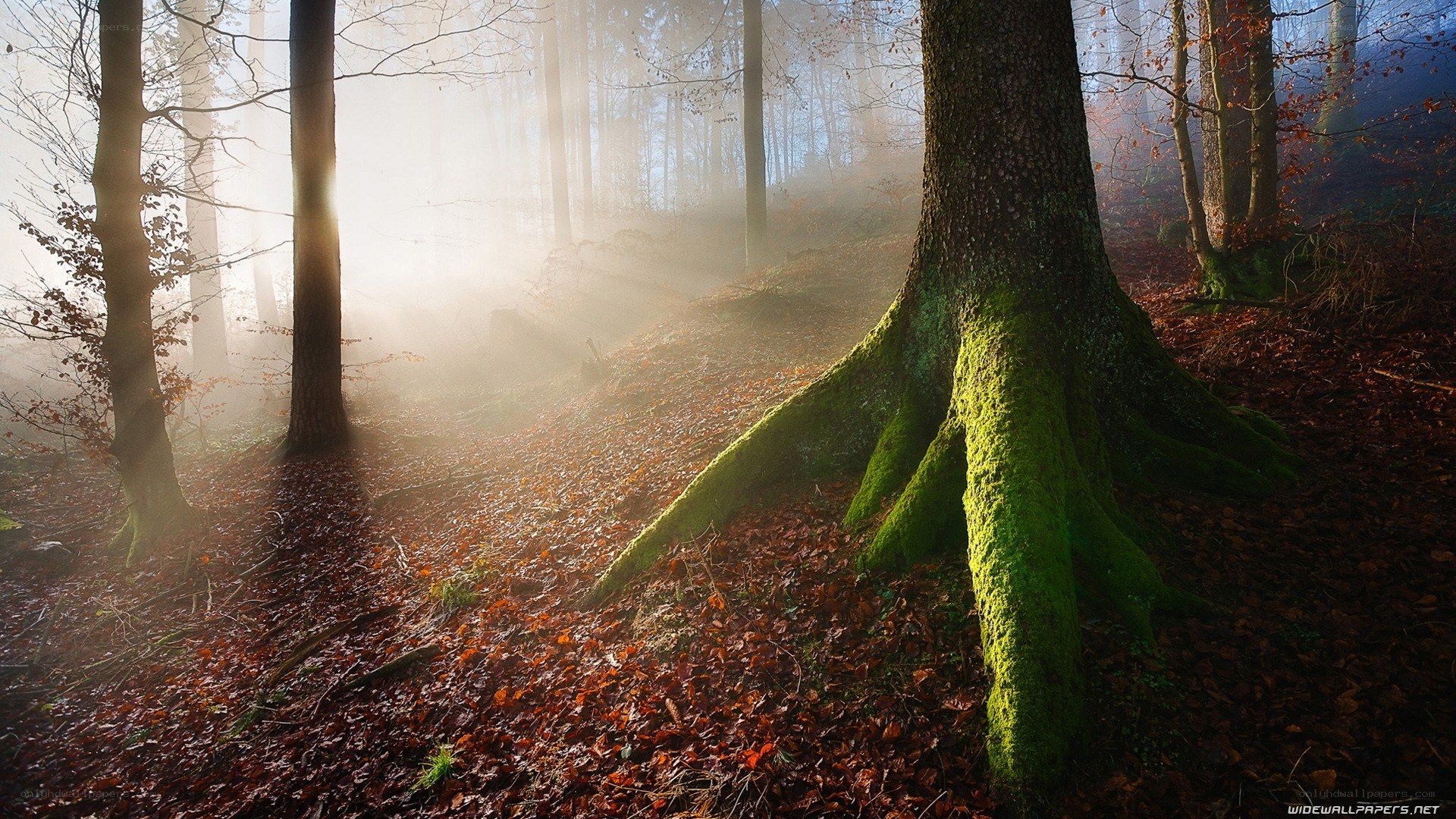Mossy tree roots in misty forest