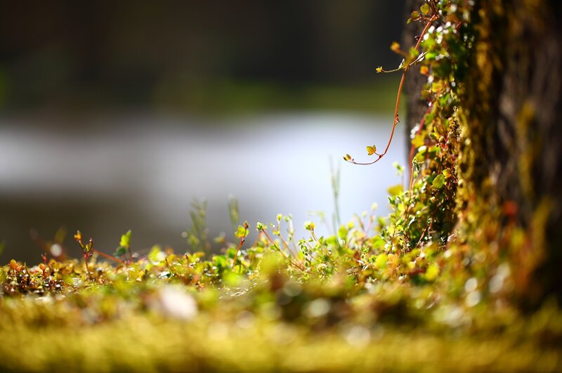 Mossy tree trunk by water