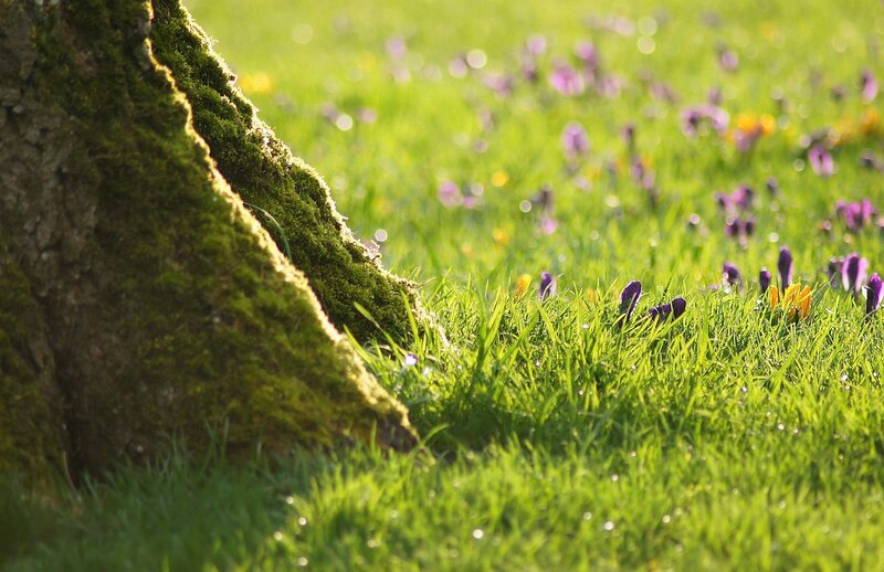 Mossy tree trunk in a meadow