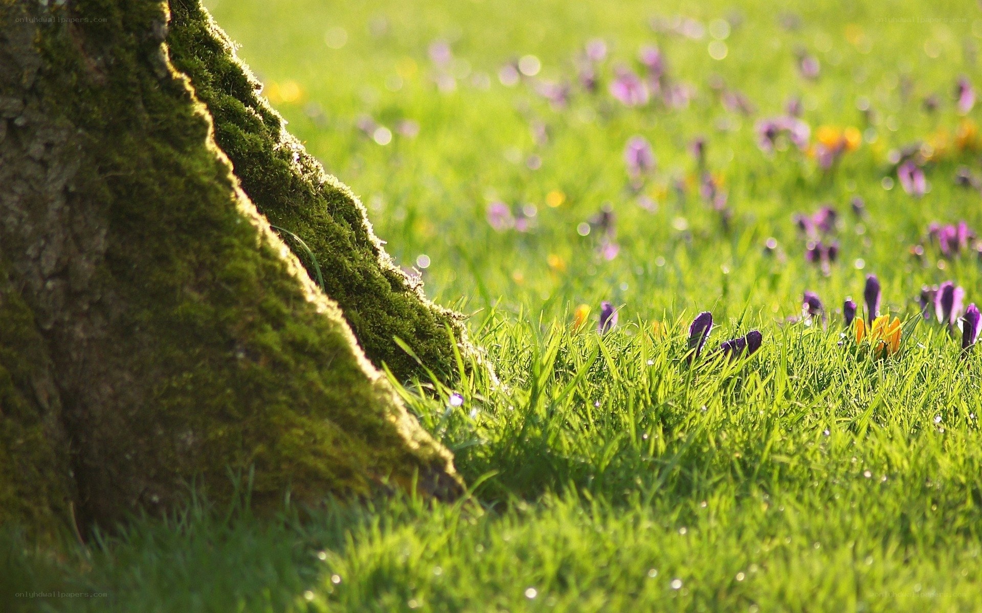 Mossy tree trunk in spring field