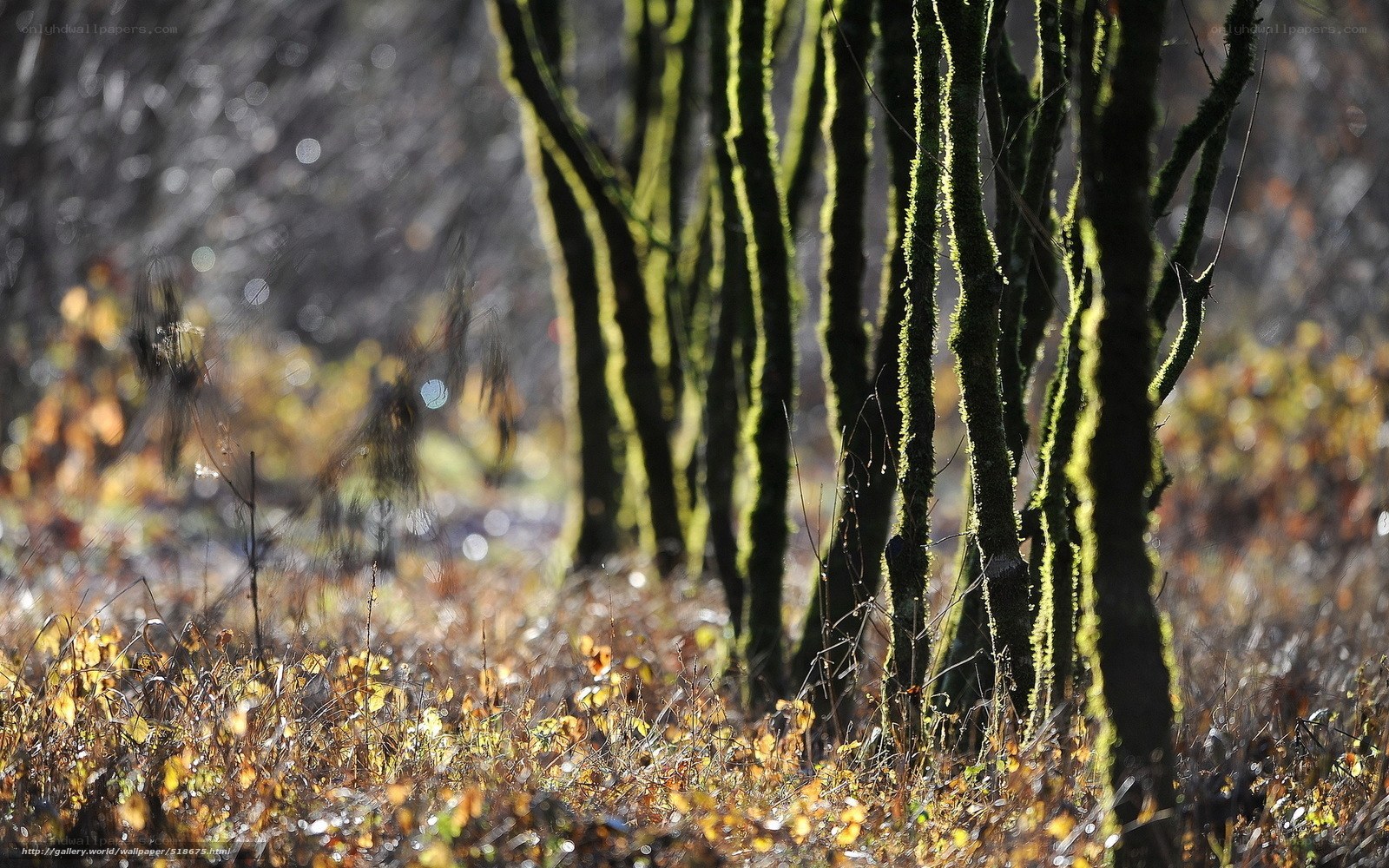 Mossy trees in autumn forest
