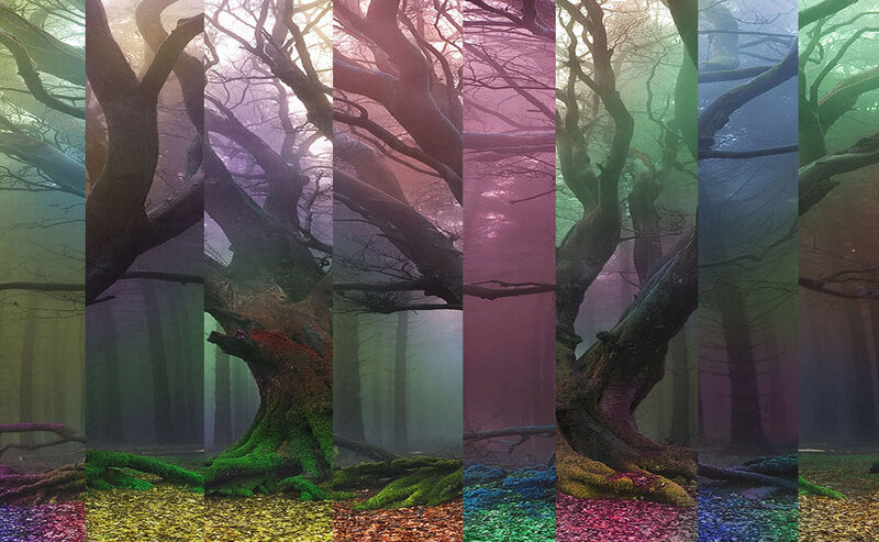 Mossy Trees in Fog