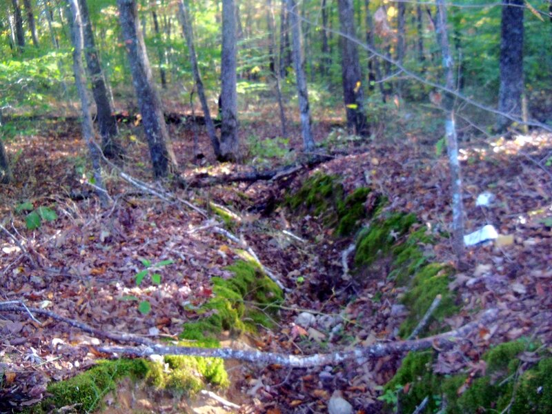 Mossy Trench in Forest
