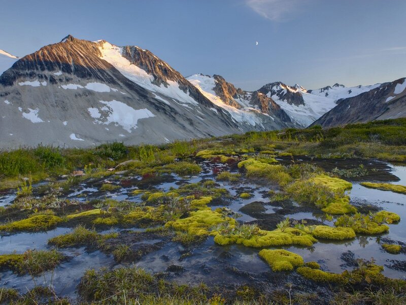 Mossy tundra near snow-capped mountains