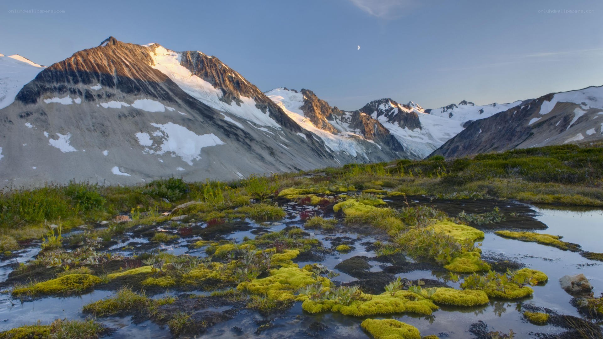 Mossy tundra with snow-capped mountains