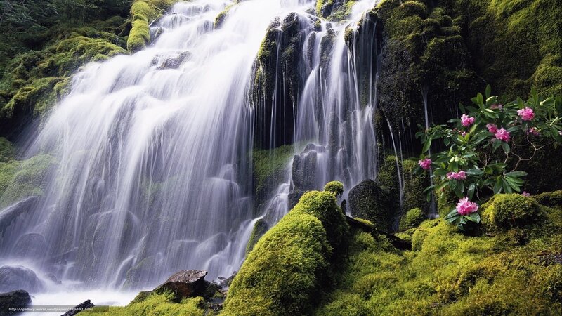 Mossy Waterfall — Green, Serene, Photograph, Flowers