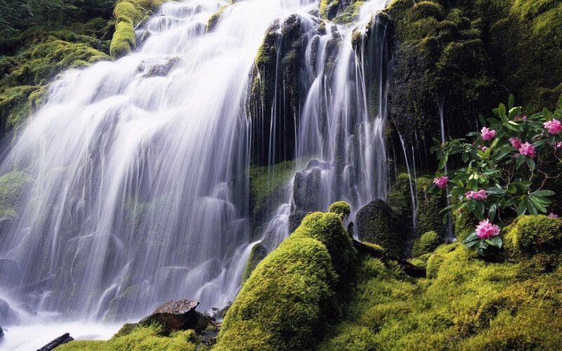 Mossy Waterfall — Green, Serene, Photograph, Moss, Flowers