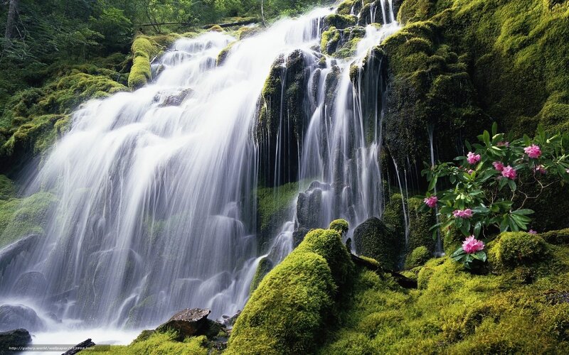 Mossy Waterfall — Green, Serene, Spring, Photograph, Flowers