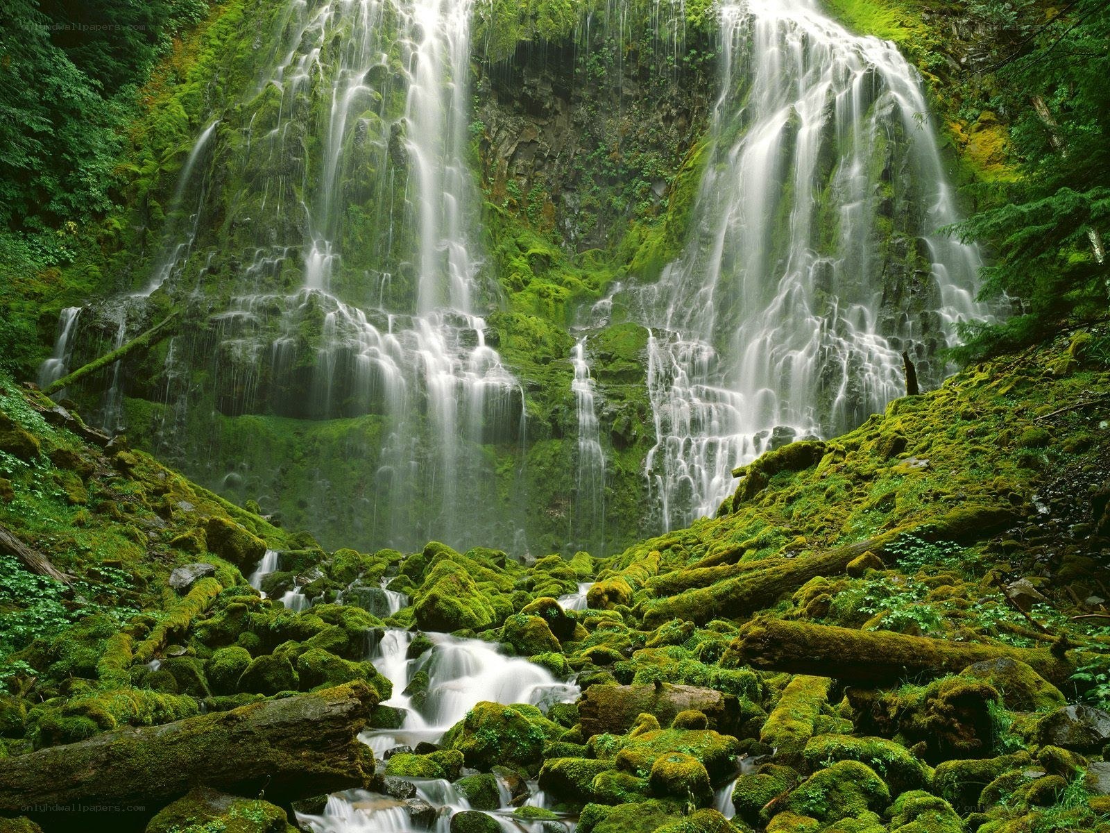 Mossy waterfall in forest
