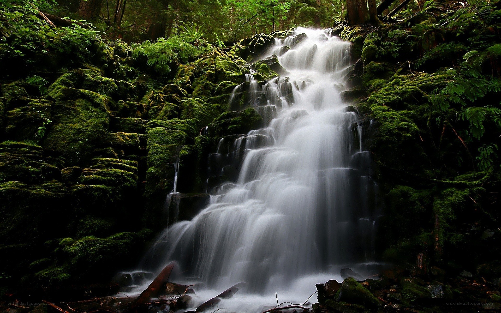 Mossy waterfall in forest