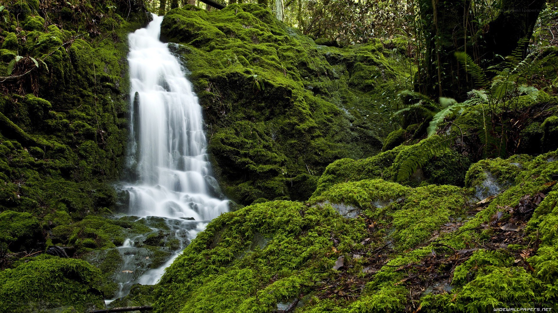 Mossy waterfall in forest
