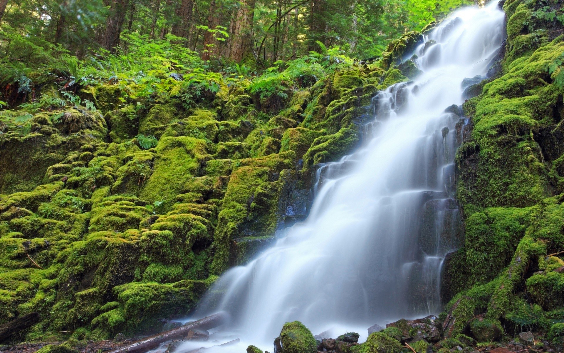 Mossy waterfall in forest
