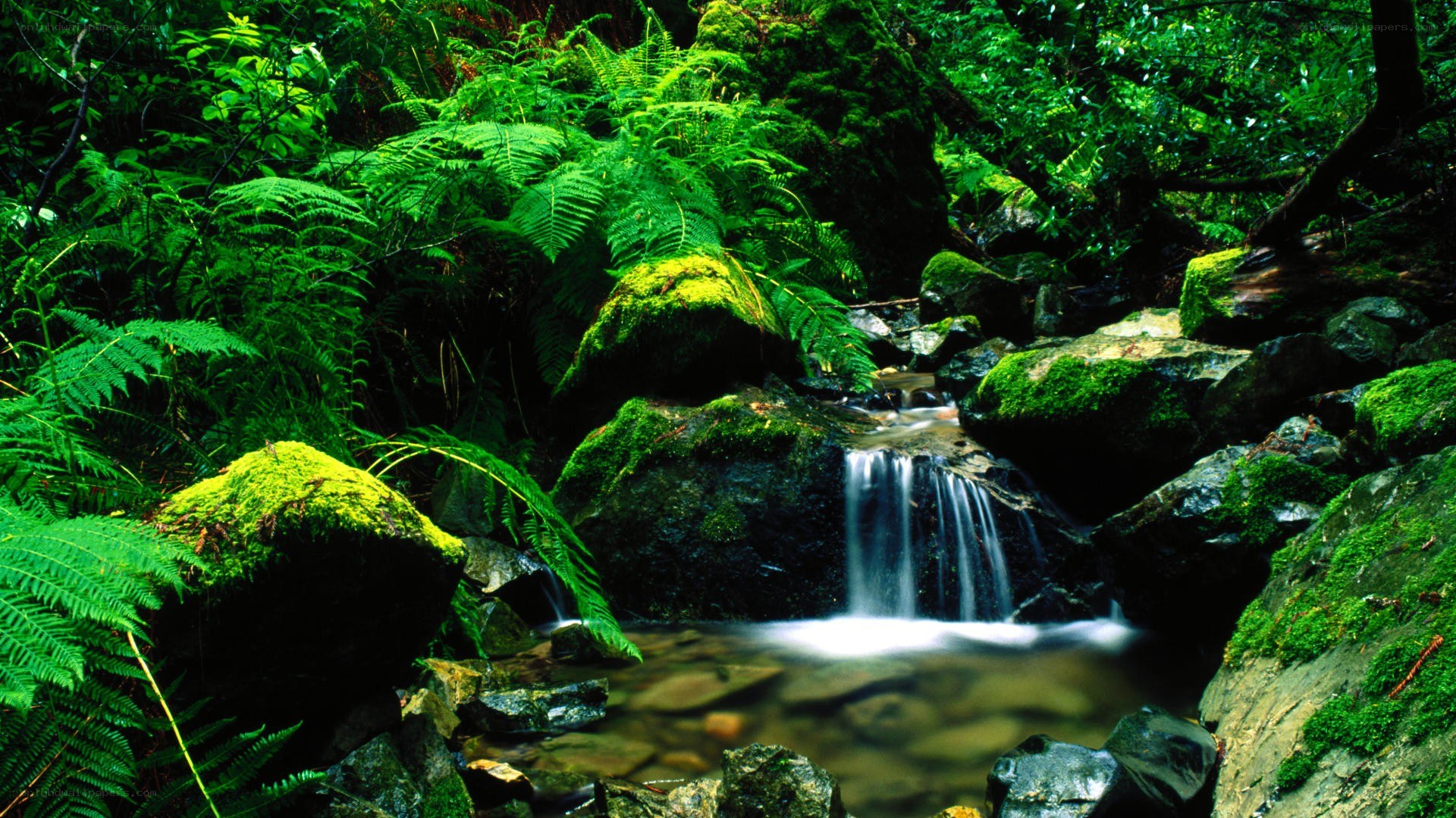 Mossy waterfall in forest