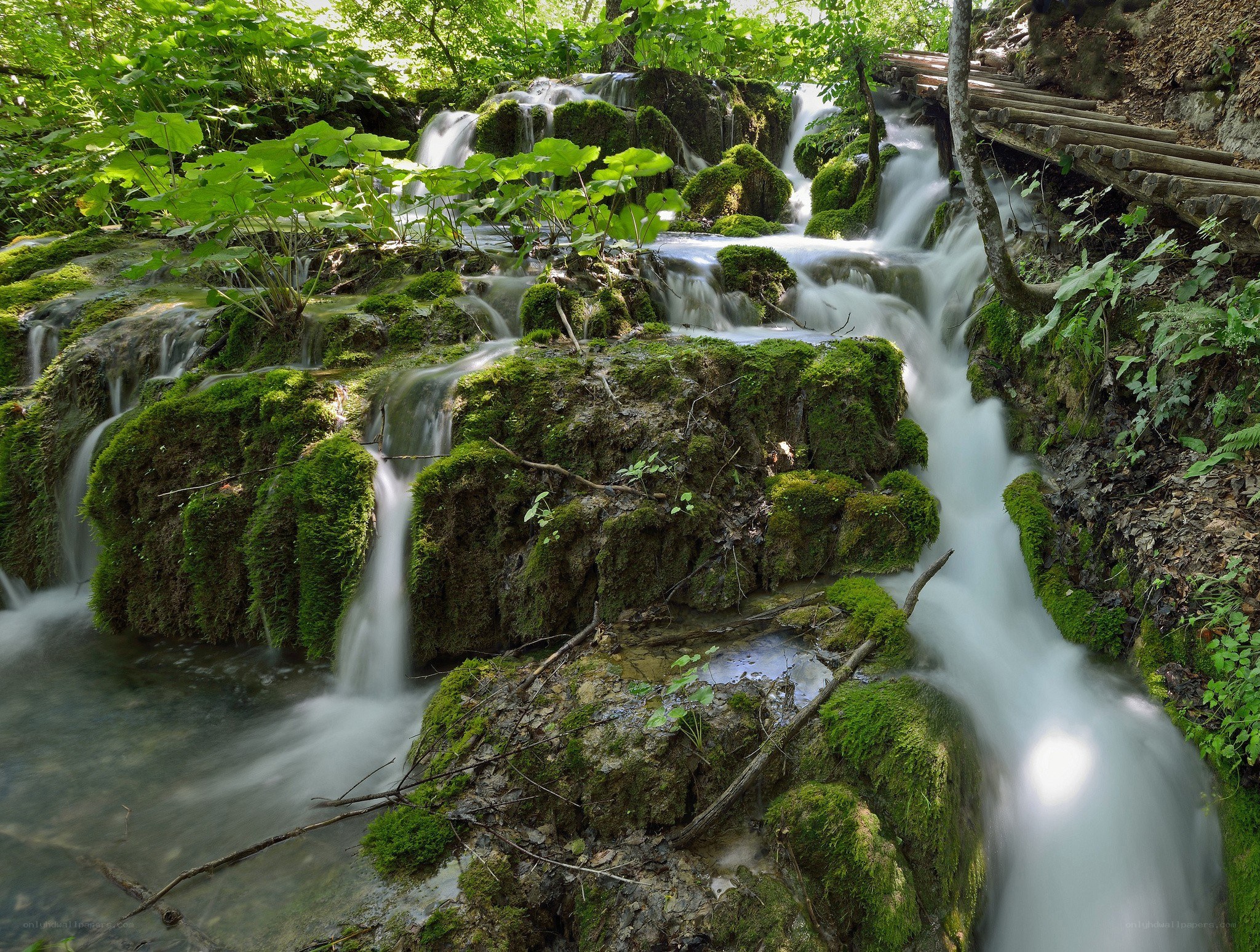 Mossy waterfall in forest