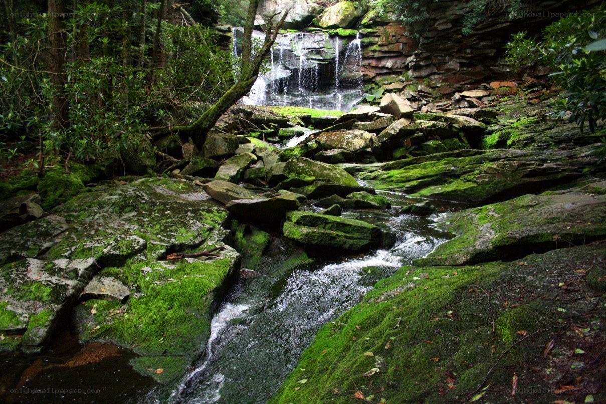 Mossy waterfall in forest
